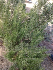 Salvia rosmarinus