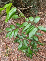 Mischocarpus pyriformis