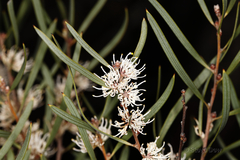 Hakea cygnus