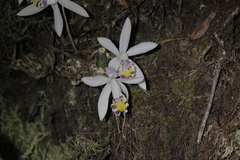 Pleione