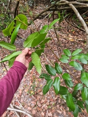 Mischocarpus pyriformis