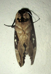 Lophostethus dumolinii