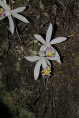 Pleione