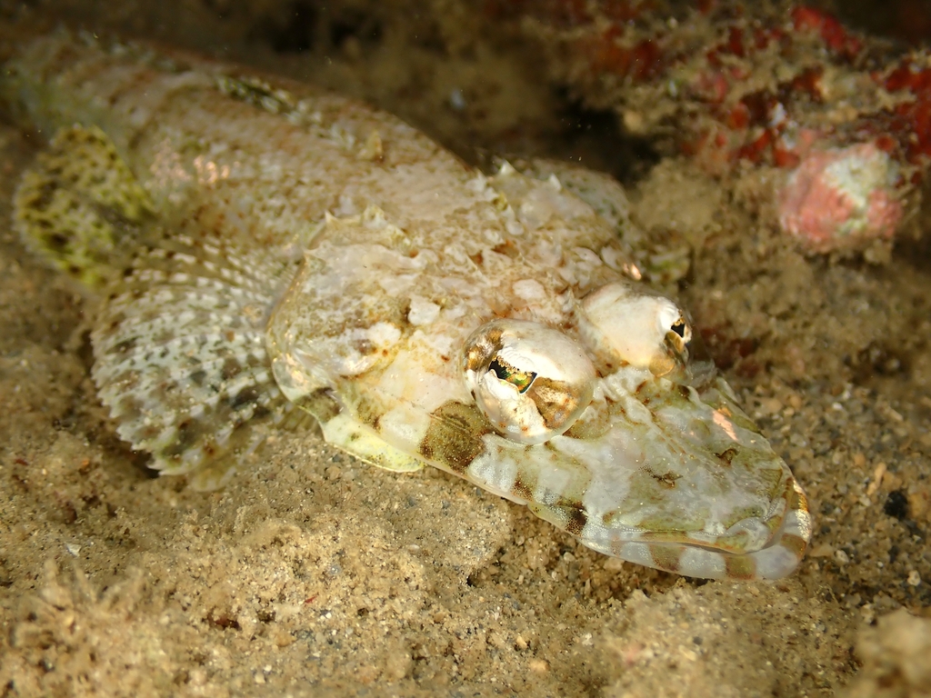 Longsnout Flathead