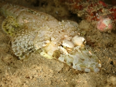 Thysanophrys chiltonae