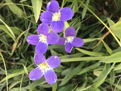 Gentianeae