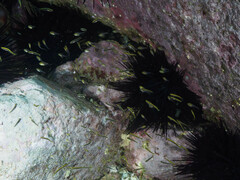 Trachinops taeniatus