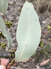 Eucalyptus hallii