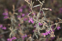 Thomasia angustifolia