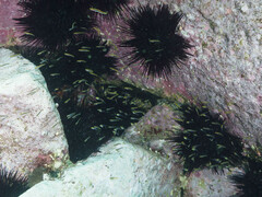 Trachinops taeniatus