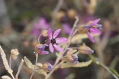 Thomasia angustifolia