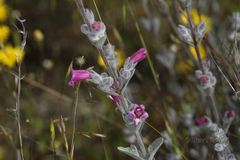 Dasymalla terminalis