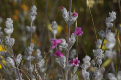 Dasymalla terminalis