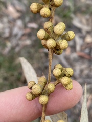 Eucalyptus hallii