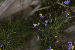 Stypandra glauca