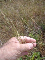Lolium multiflorum