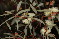 Eucalyptus oldfieldii