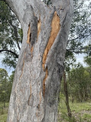 Eucalyptus hallii