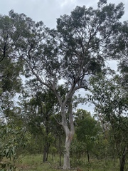 Eucalyptus hallii