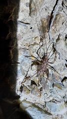 Pleioplectron auratum