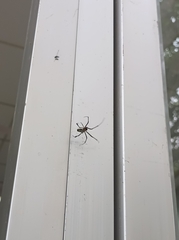 Herennia multipuncta