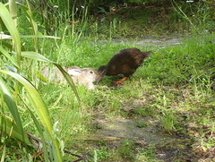 Gallirallus australis australis