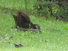 Gallirallus australis australis