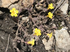 Erythranthe floribunda