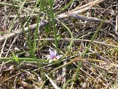 Romulea ramiflora ramiflora