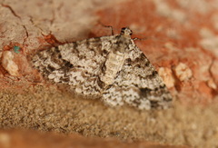 Myrioblephara desumpta