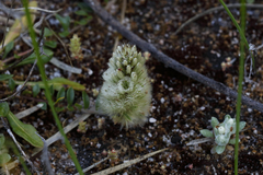 Ptilotus spathulatus
