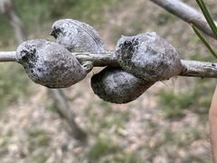 Hakea actites