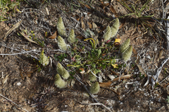 Ptilotus spathulatus