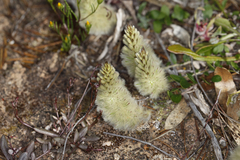 Ptilotus spathulatus