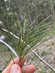 Hakea actites