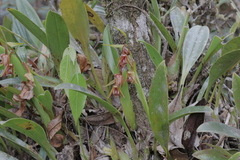 Epidendroideae