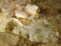 Thysanophrys chiltonae