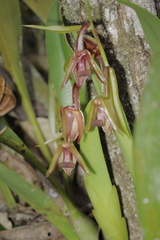Epidendroideae