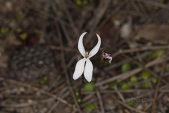 Stylidium petiolare