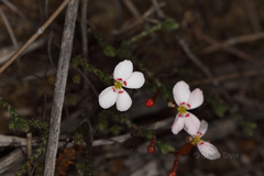 Stylidium adpressum