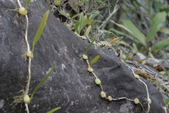 Bulbophyllum parviflorum