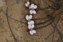 Stylidium adpressum