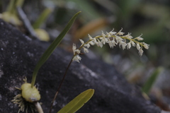 Bulbophyllum parviflorum