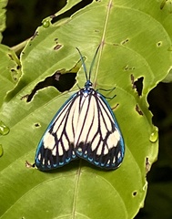 Cyclosia papilionaris