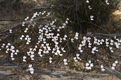 Stylidium adpressum