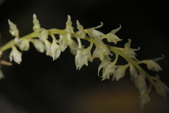 Bulbophyllum parviflorum