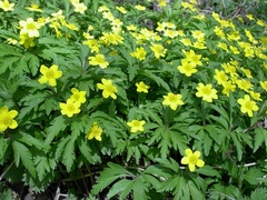Anemonoides ranunculoides