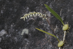 Bulbophyllum parviflorum