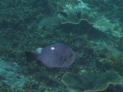 Dascyllus trimaculatus