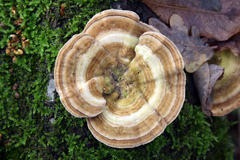 Trametes betulina